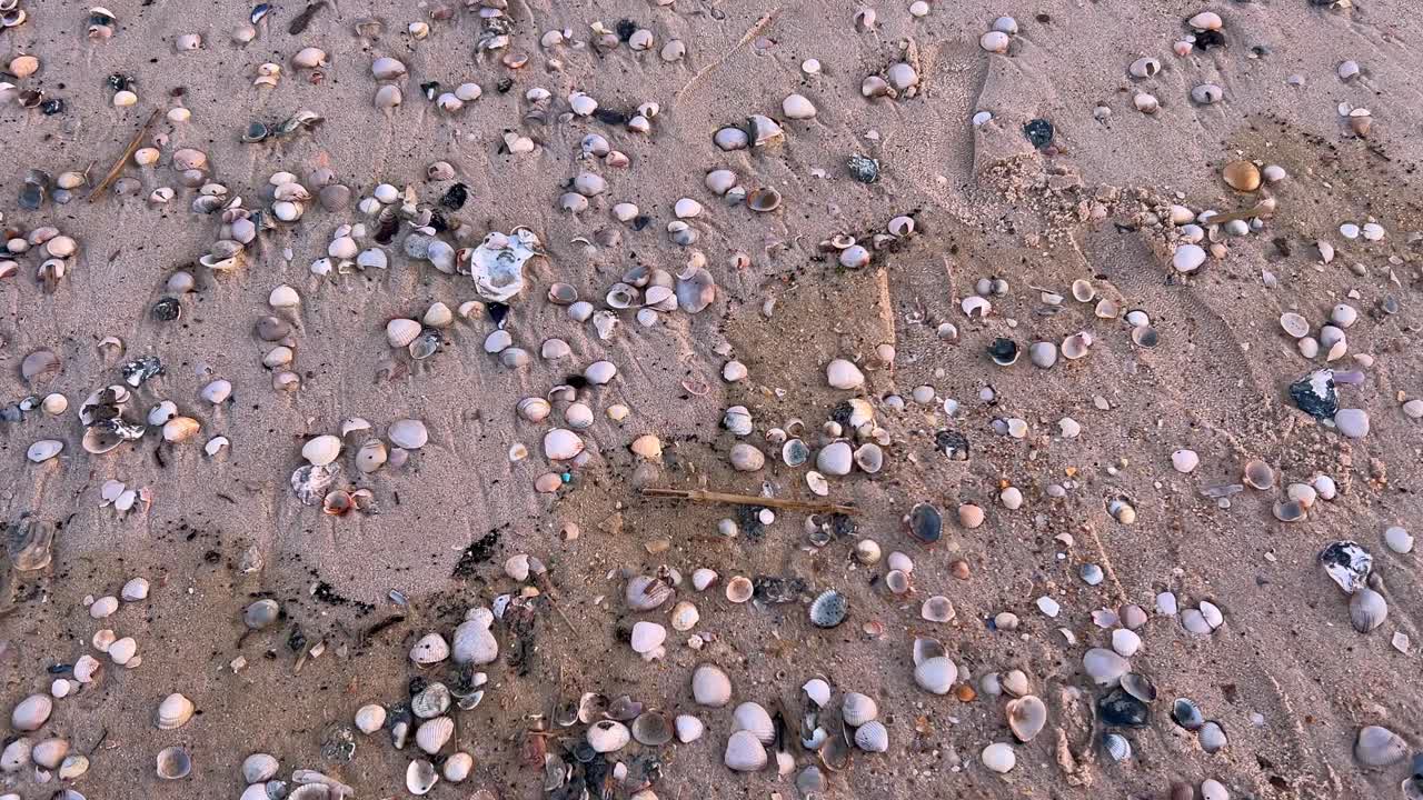 Sea shells on the sea shore scattered on the sandy beach