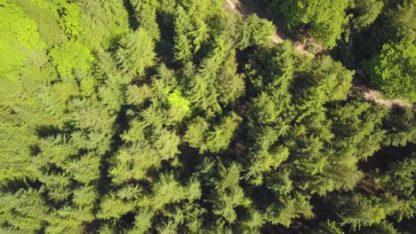 Rising-up-above-the-trees-in-castle-neroche-Forrest,-Somerset,-United-Kingdom