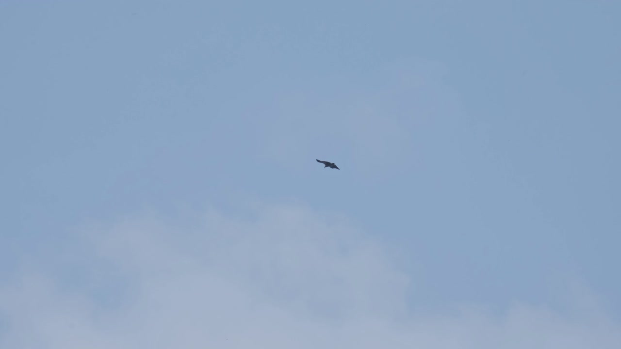 flyver i en cirkel, som set fra bagsiden, og vender sig derefter for at vise sin forside, himalayan griffon vulture gyps himalayensis, thailand