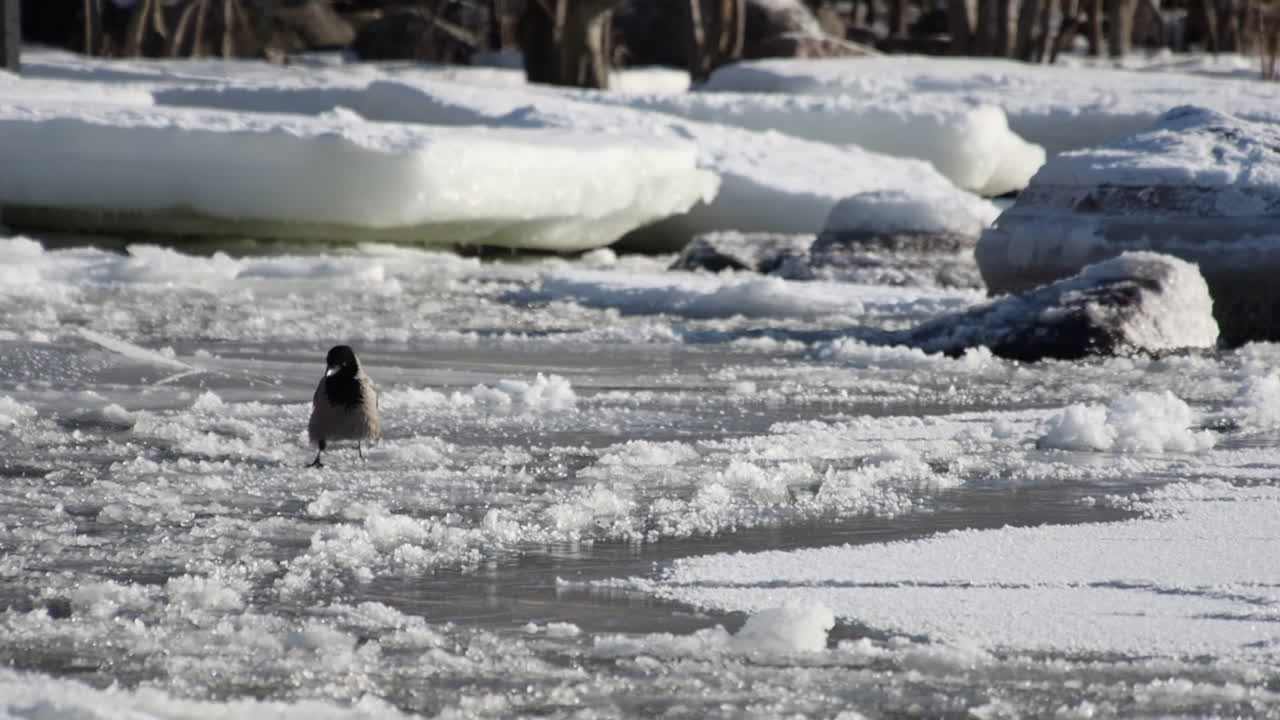 Hooded Crow walks on flowing ice pans near shore in Baltic winter