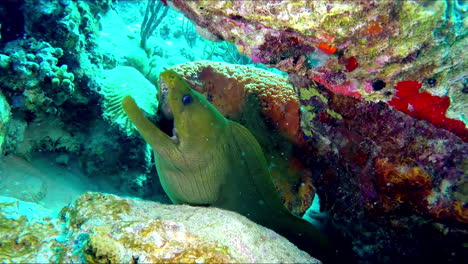 Moray-eel-under-the-rocks.-Close-up-view