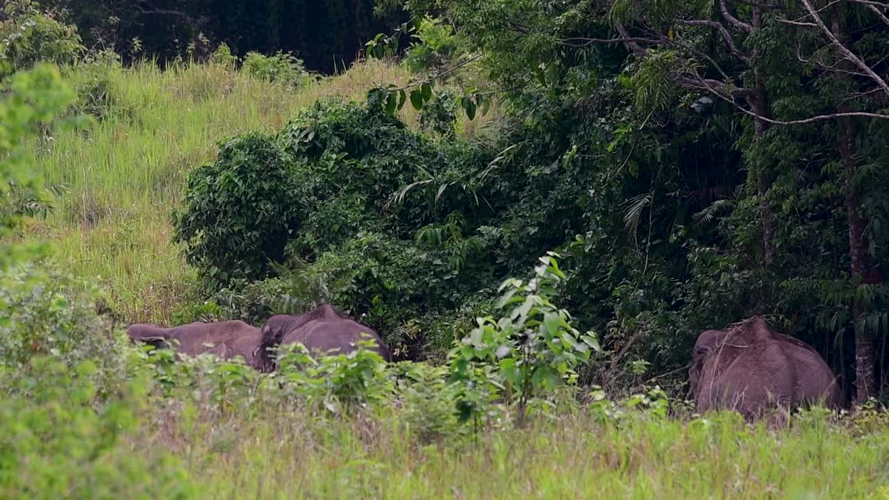 Gli elefanti asiatici sono specie in via di estinzione e vivono anche in Thailandia