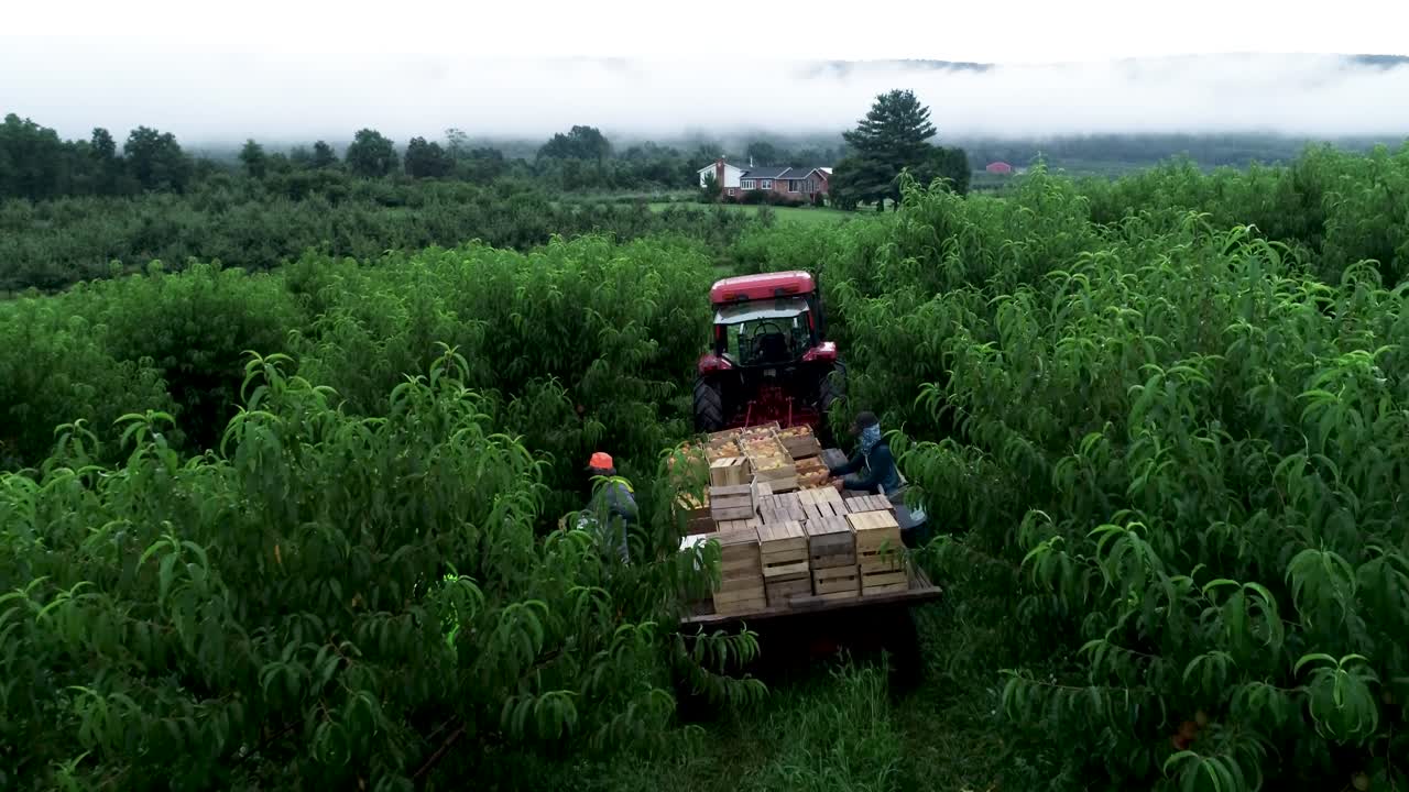 Peach Orchard Harvest with Tractor