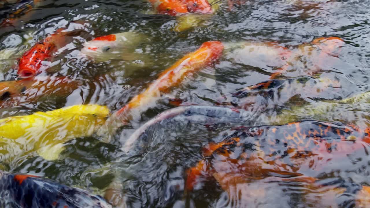 A colorful display of koi fish swimming gracefully in a serene pond showcasing aquatic beauty.