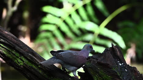 pale-vented pigeon  on treestump