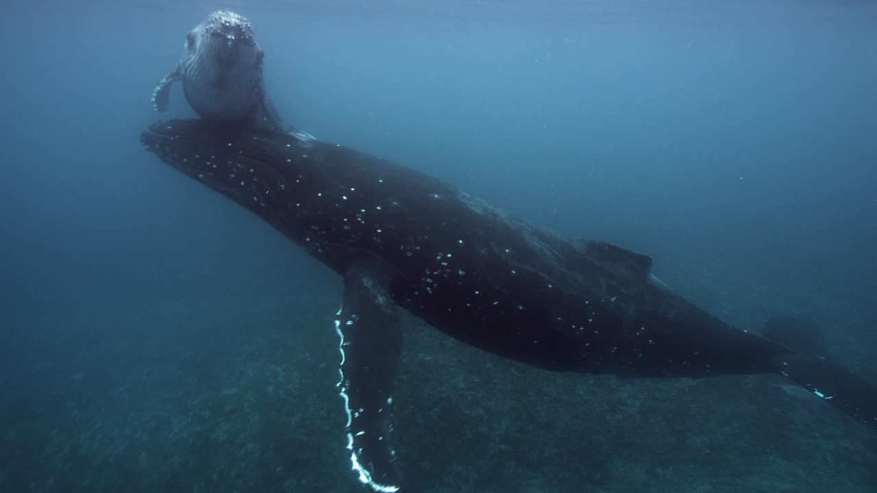 Humpback Whales mother and calve, calve swims around motherin clear water at the surface around the Islands of Tahiti, French Polynesia