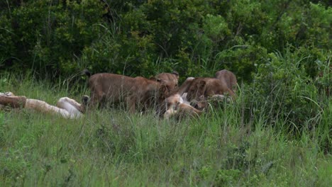 dominant lioness getting taken down by another lion while play fighting in tanzania