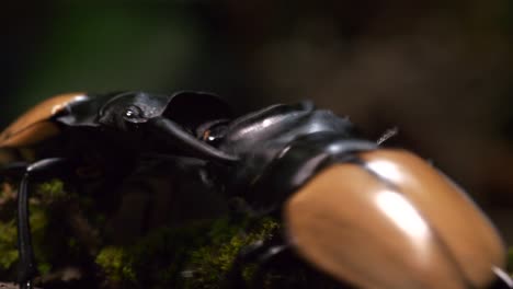 stag beetle using it's big jaws to fight each other for it's survival