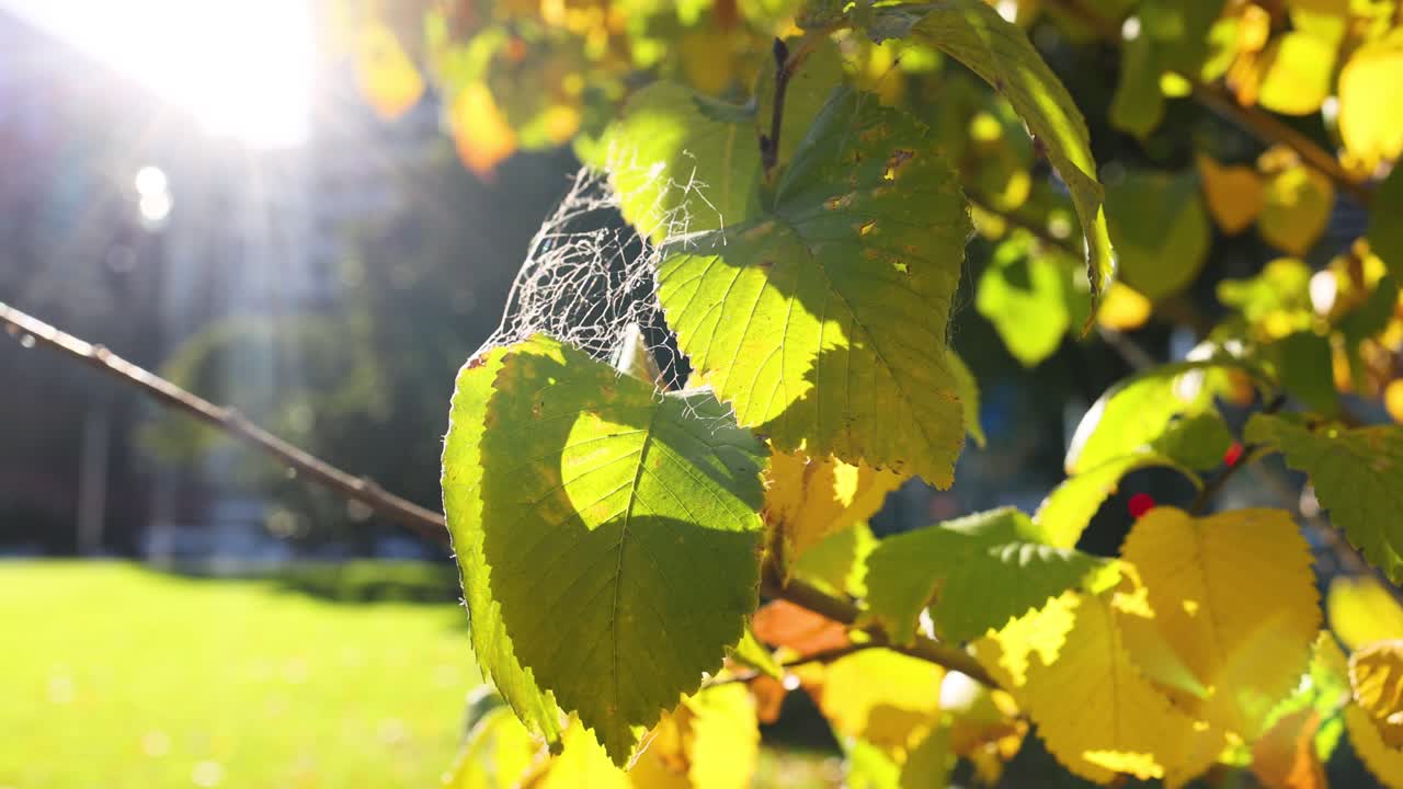 플래그스타프 정원 의 잎 에 있는 거미줄