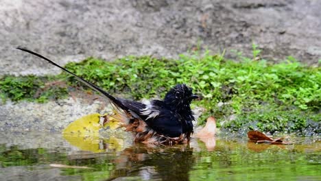 Shama-De-Rabadilla-Blanca-Bañándose-En-El-Bosque-Durante-Un-Día-Caluroso,-Copsychus-Malabaricus,-En-Cámara-Lenta