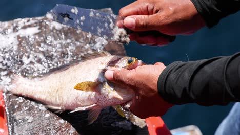 person scales fish on a boat in phuket