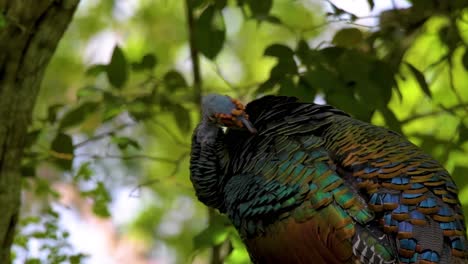 descubra los fascinantes colores de este pájaro de primer plano con plumaje iridescente