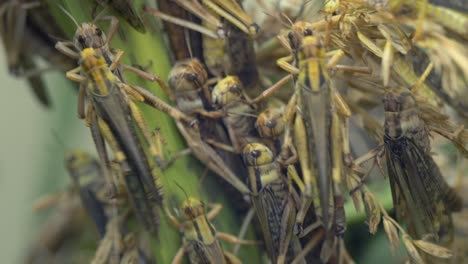 several pairs of grasshoppers mating on plant in nature during daytime