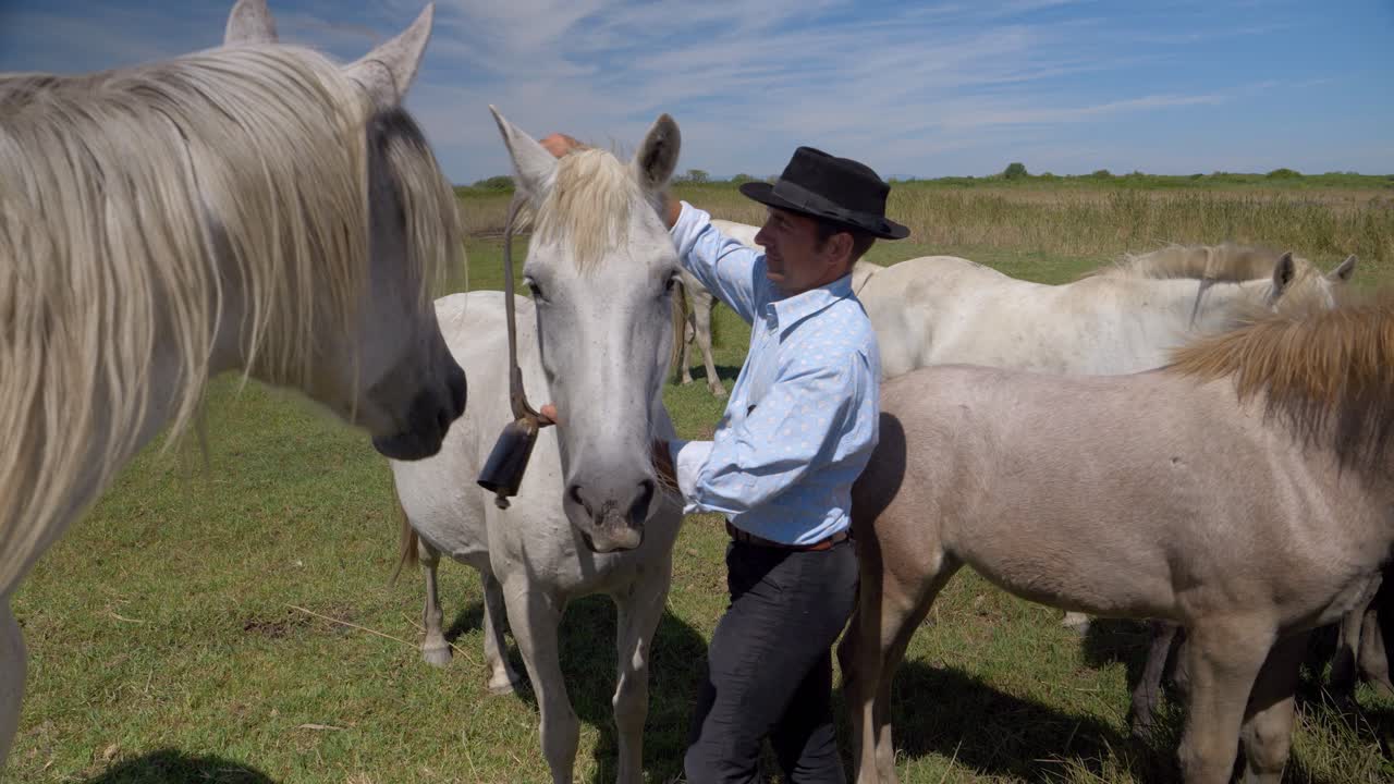 hombre vaquero poniendo una banda de potro en el caballo para la preparación