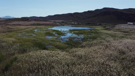 seguimiento aéreo lento sobre una granja y un lago con hierba seca y juncos que se balancean suavemente