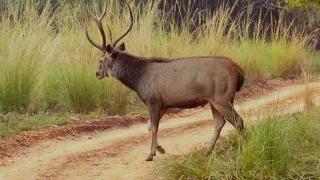 Sambar-Rusa-Unicolor-Ist-Ein-Großer-Hirsch,-Der-Auf-Dem-Indischen-Subkontinent,-In-Südchina-Und-Südostasien-Beheimatet-Ist-Und-Als-Gefährdete-Art-Aufgeführt-Ist.-Ranthambore-Nationalpark-Sawai-Madhopur-Rajasthan-Indien