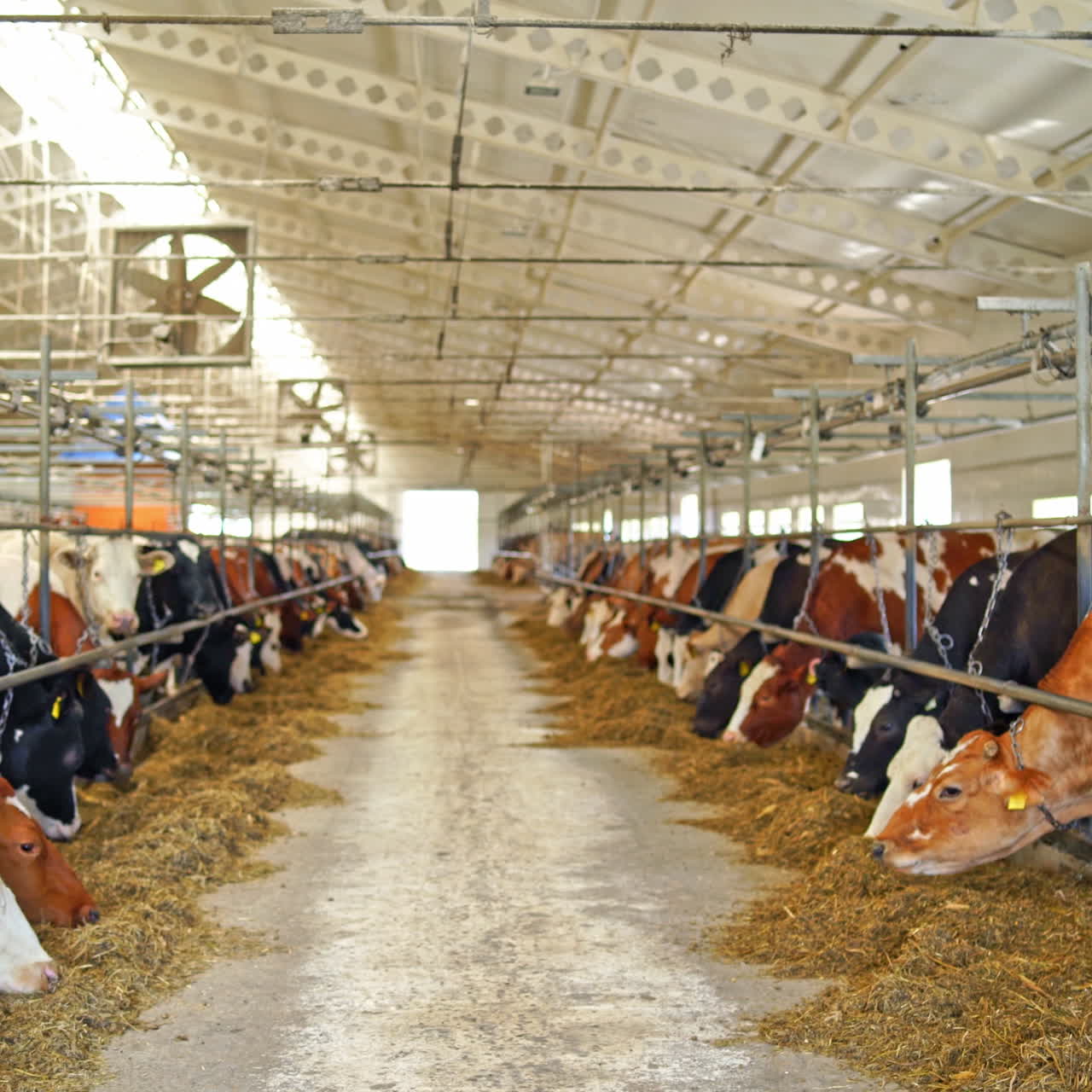 Interno di una fattoria moderna con mucche. Due file di mucche da latte che mangiano fieno in una stalla. Concetto: ecologia, prodotti biologici.