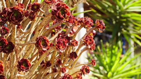 close up of sunlit red succulent plant flowers growing