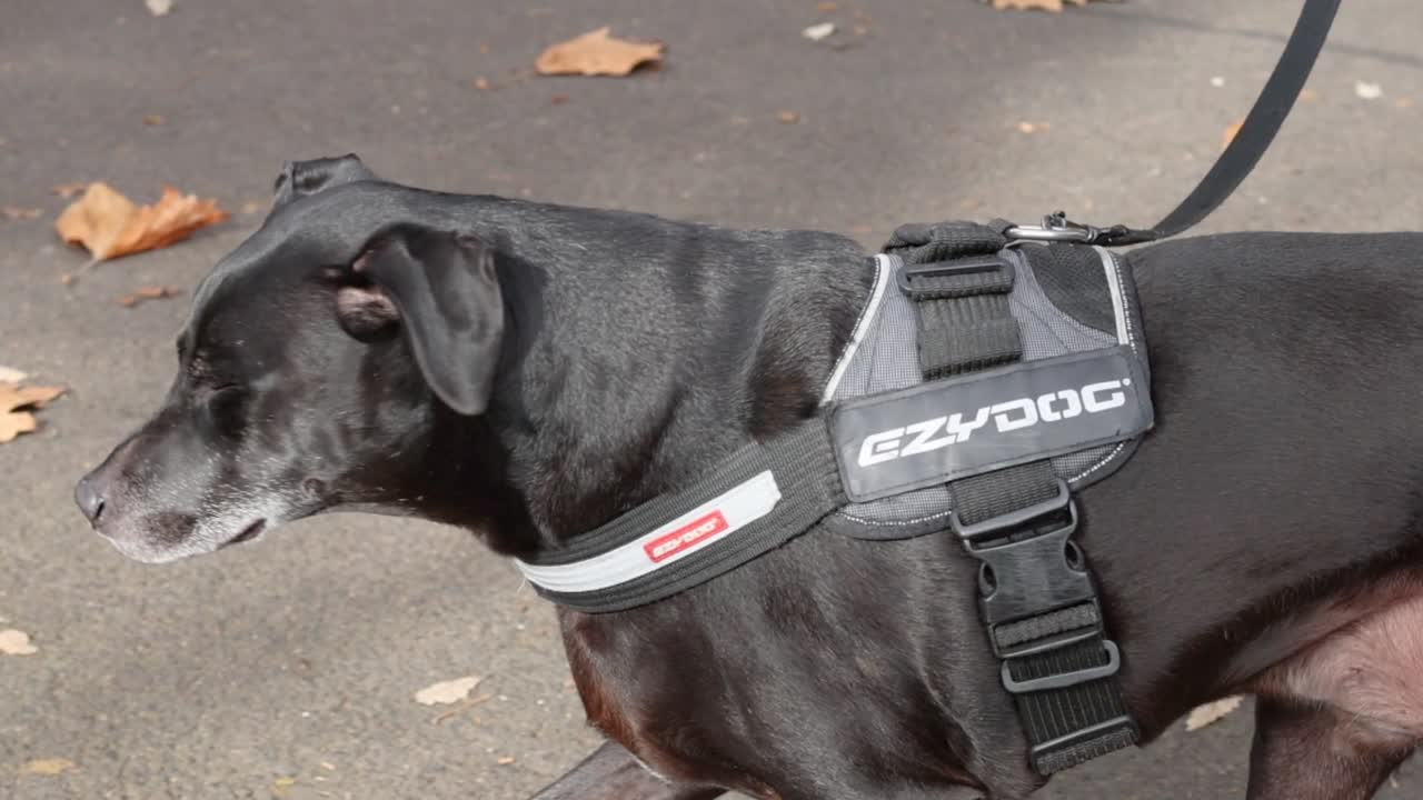 Un cane nero con una pettorina cammina lungo un sentiero lastricato coperto di foglie autunnali.