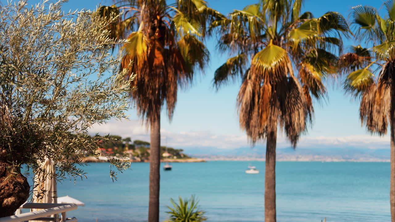 Close up of a tree with the sea and palm trees on the background