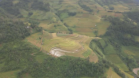 el dron se mueve alrededor del foco en los arrozales amarillos de la escalera de arroz