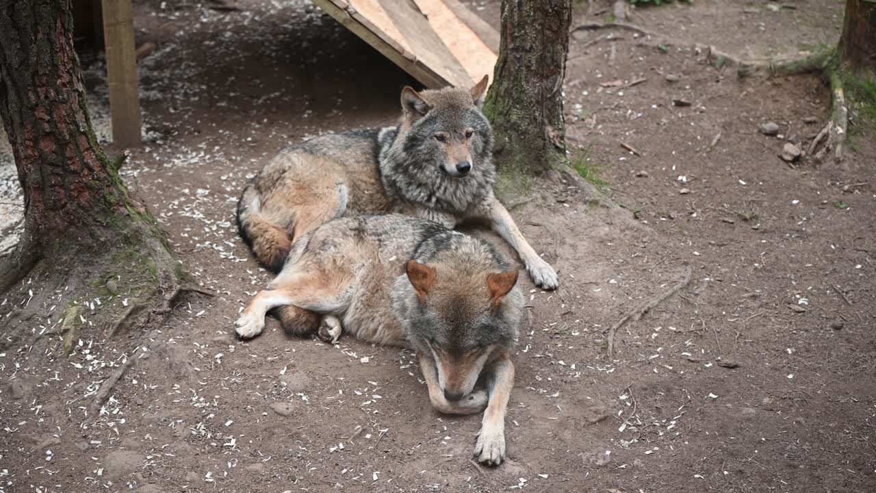 un par de lobos grises euroasiáticos descansando en el recinto del zoológico