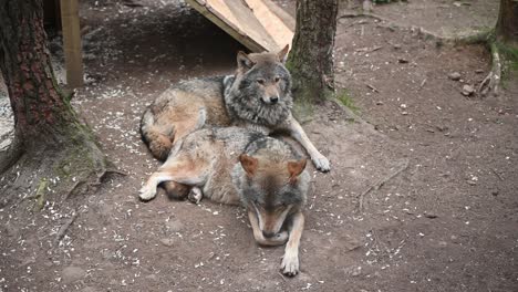 couple of eurasian grey wolves resting in the zoo enclosure