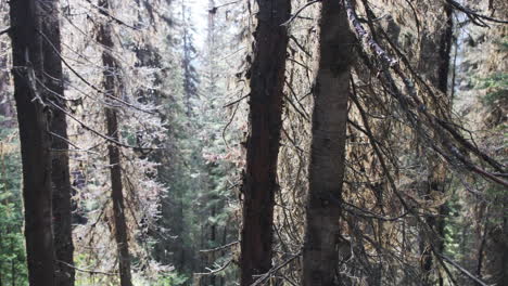 sunlight breaks through rain-soaked pine branches illuminating glistening droplets after a recent shower