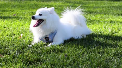 white dog laying on grass, enjoying the outdoors