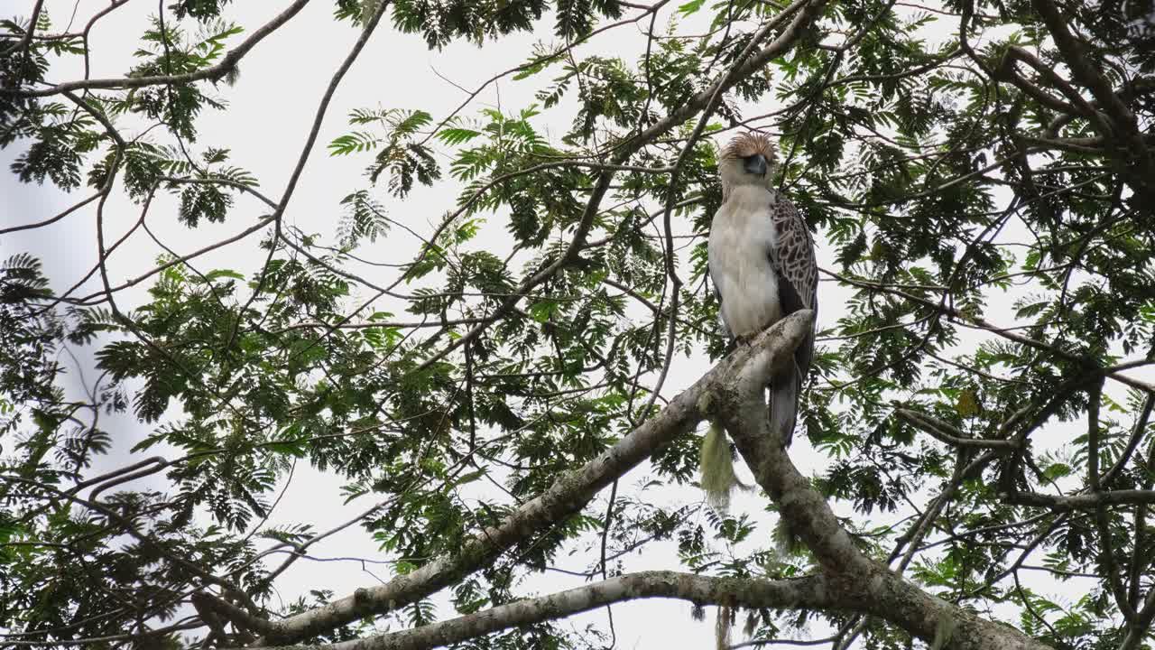 mirando hacia la derecha y luego gira la cabeza hacia la cámara luego hacia la izquierda, águila filipina pithecophaga jefferyi juvenil, filipinas