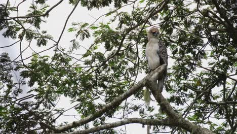 Blickt-Nach-Rechts-Und-Dreht-Dann-Den-Kopf-Zur-Kamera-Und-Dann-Nach-Links,-Philippinischer-Adler-Pithecophaga-Jefferyi,-Jungtier,-Philippinen