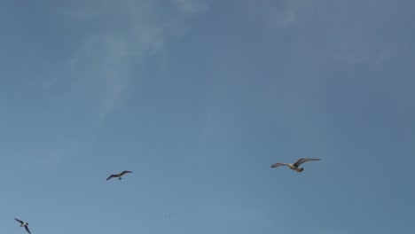 Worm's-eye-shot-of-a-group-of-gulls-flying-and-planning