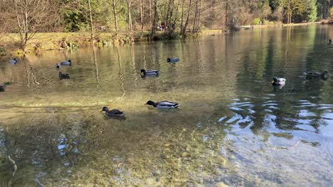Ducks swimming in a serene lake on the South Coast of England. The clear water reflects the surrounding trees, creating a calm and peaceful nature scene
