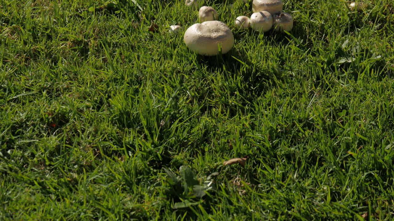 교외 건물의 잔디밭에서 자라는 버섯