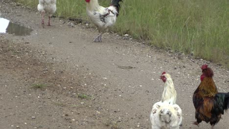 on natural open farm wildlife chickens, hens and roosters walking around