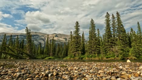wide low-angle shot zooms out. bow river flows past glistening stones, green spruce trees, in a canadian valley. sedimentary mountains rise under a bright blue sky with clouds evoke spring or summer.