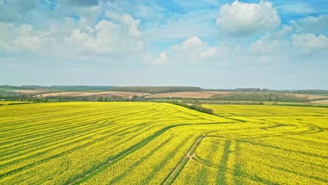 Beautiful-aerial-footage-of-a-yellow-rapeseed-crop-in-slow-motion-with-a-country-road-and-trees-in-the-distance-captured-by-a-drone