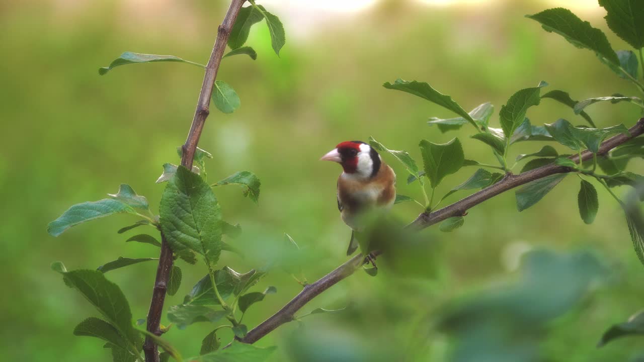 un pinzón macho sentado en la rama de un árbol en flor