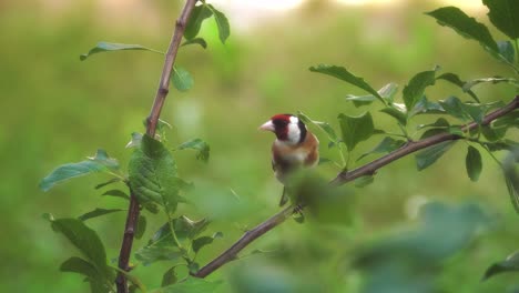 Male-goldfinch-sitting-on-the-branch-of-the-blooming-tree