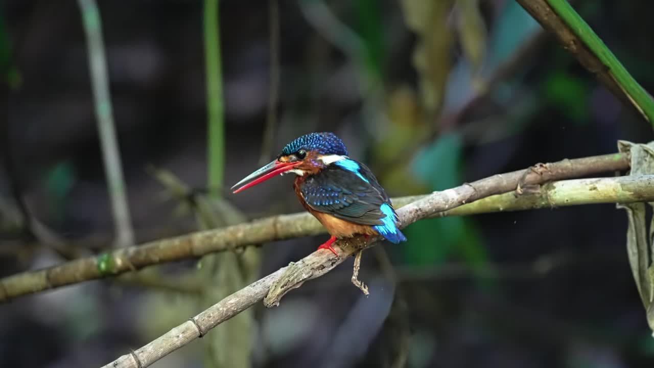 Blue-eared Kingfisher (Alcedo meninting) Bird Species Over Natural Habitat. Selective Focus Shot