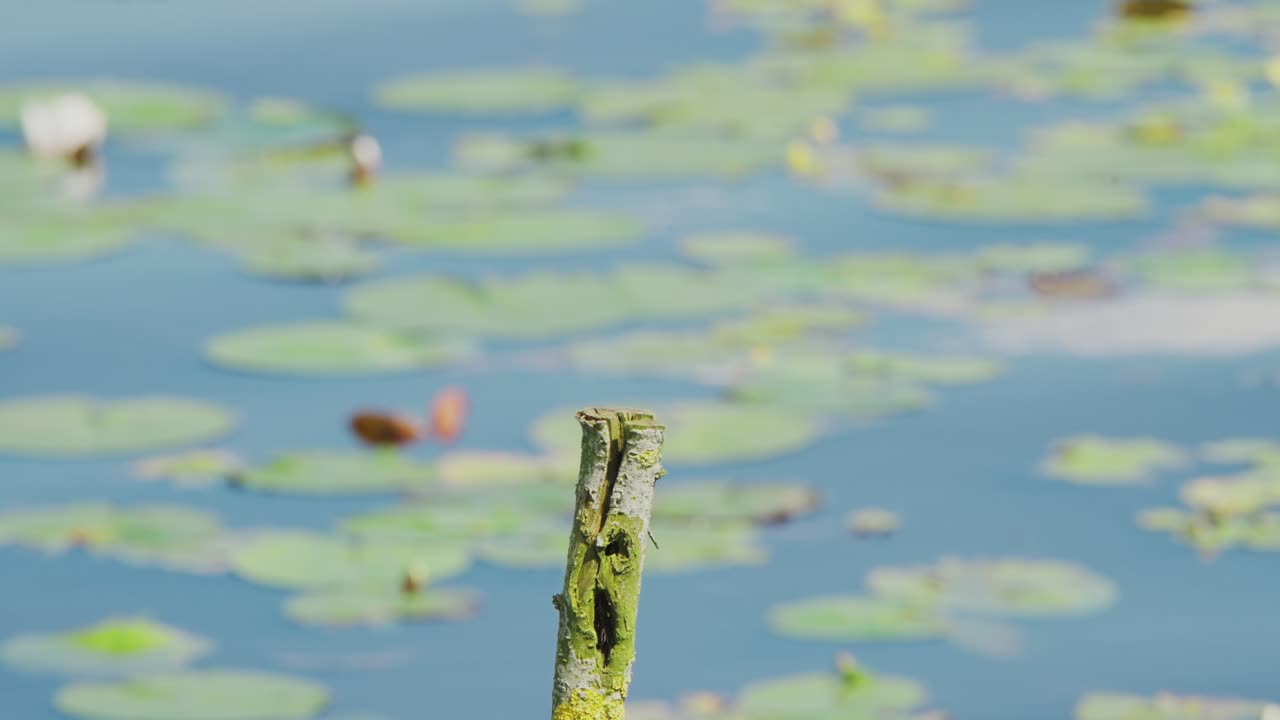 작은 물고기를 잡는 킹피셔의 느린 동작 뷰와 프리스랜드 네덜란드에서 릴리 패드가 있는 연못 위에 앉아 있습니다.