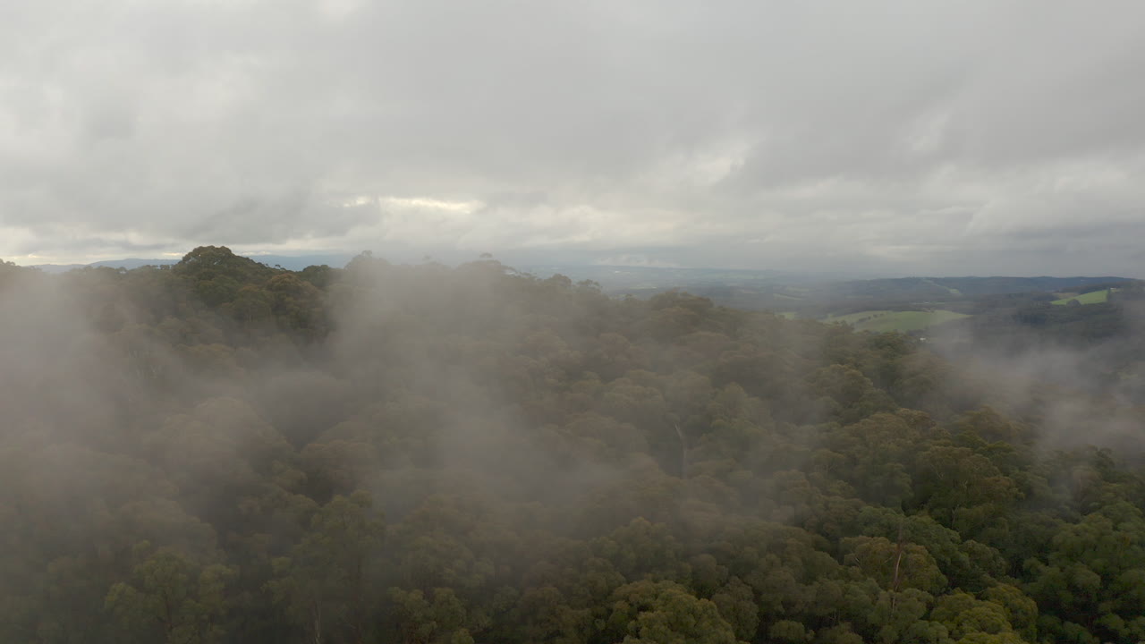 Prospettiva aerea della nebbia che scorre elegantemente sulla splendida chioma degli alberi nel paesaggio naturale.