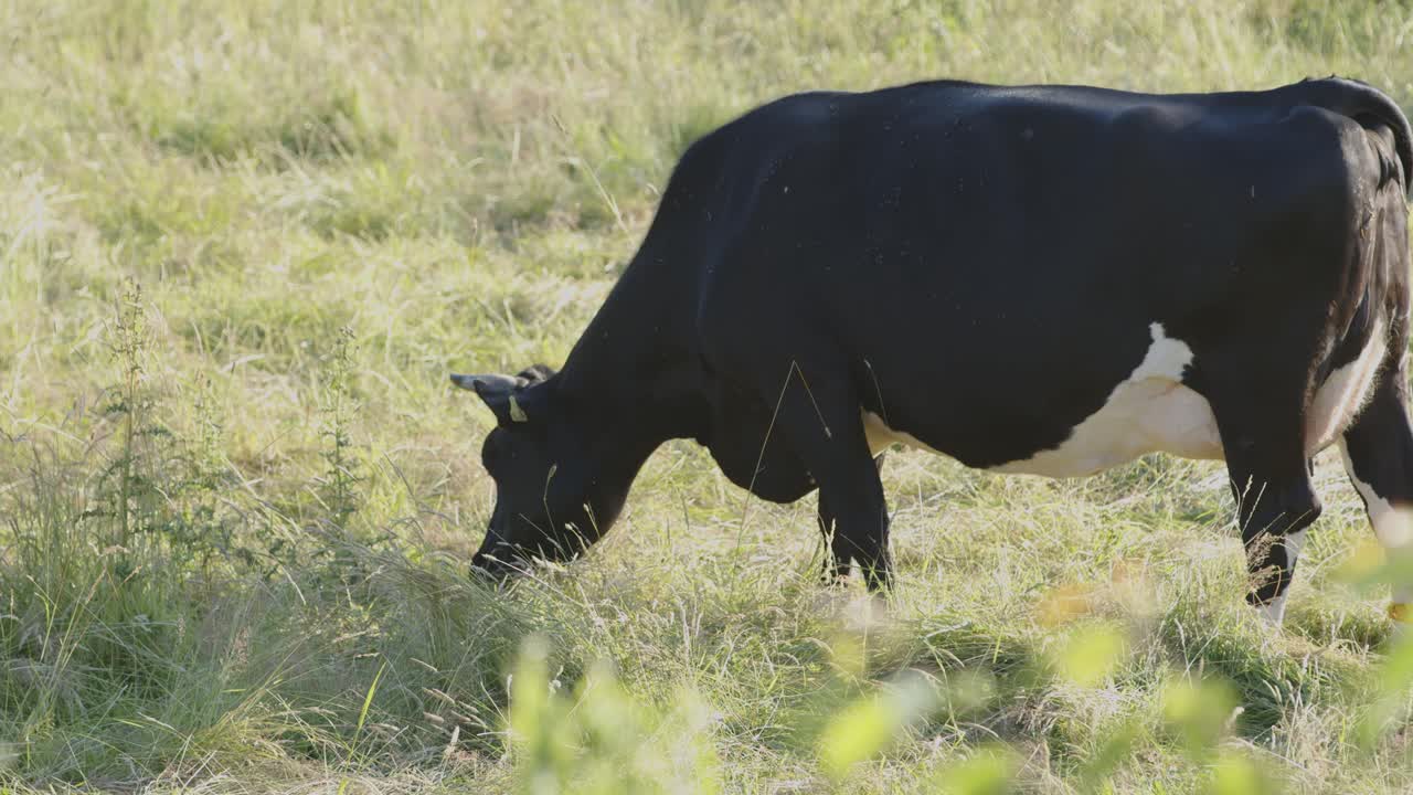 vaca grande pastando y comiendo hierba en una granja de ganado bovino - estática