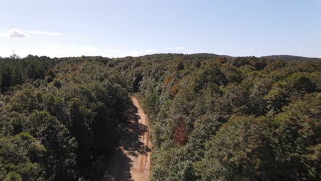 bosque naturaleza drone volador