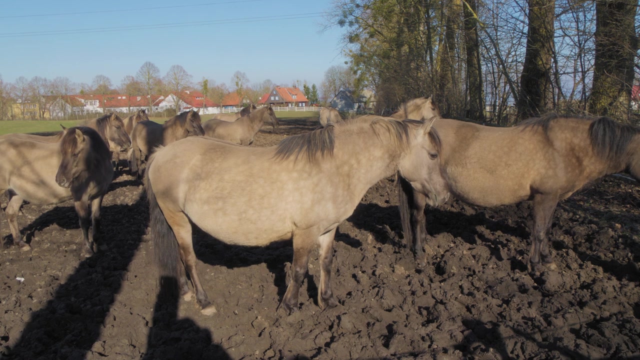 En flok polske Konik-heste står på en mudret græsmark i et solrigt landskab. Den levende blå himmel og røde tage på husene i baggrunden skaber en rolig og malerisk landlig ramme