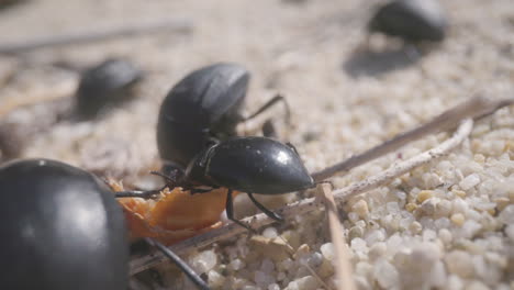 close-up-of-beetles