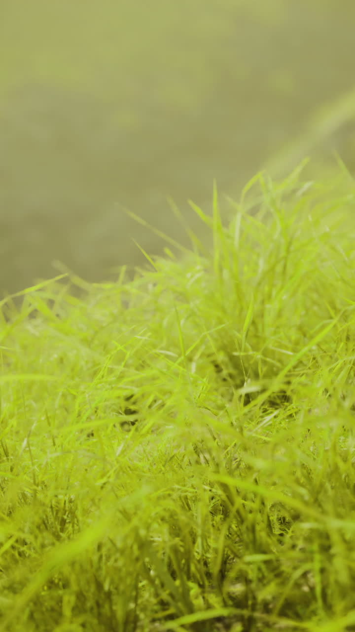 Bright green grass flourishing in a natural landscape during daytime hours