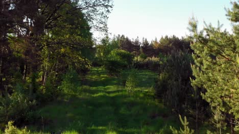 dolly zoom shot of a path in boreal forest