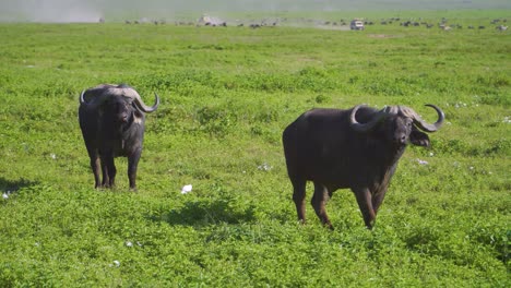 toros africanos caminan por la sabana con un jeep safari en el fondo, rodeados de vida silvestre