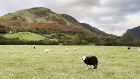 cute black lamb grazing with other sheep in scenic landscape of lake district
